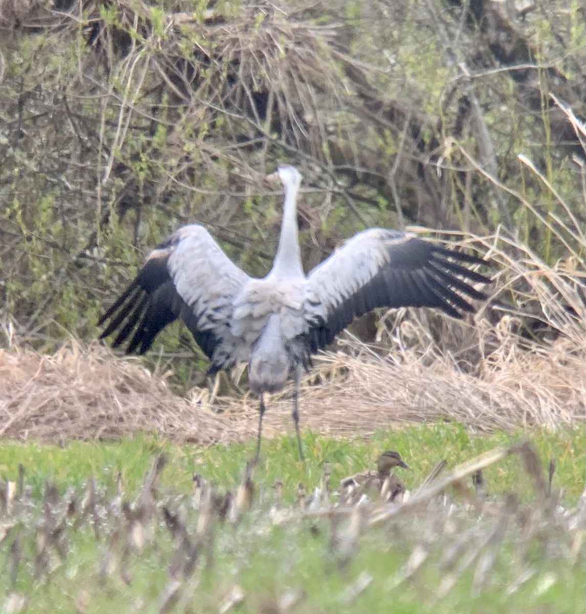 jeřáb popelavý - ML551660531