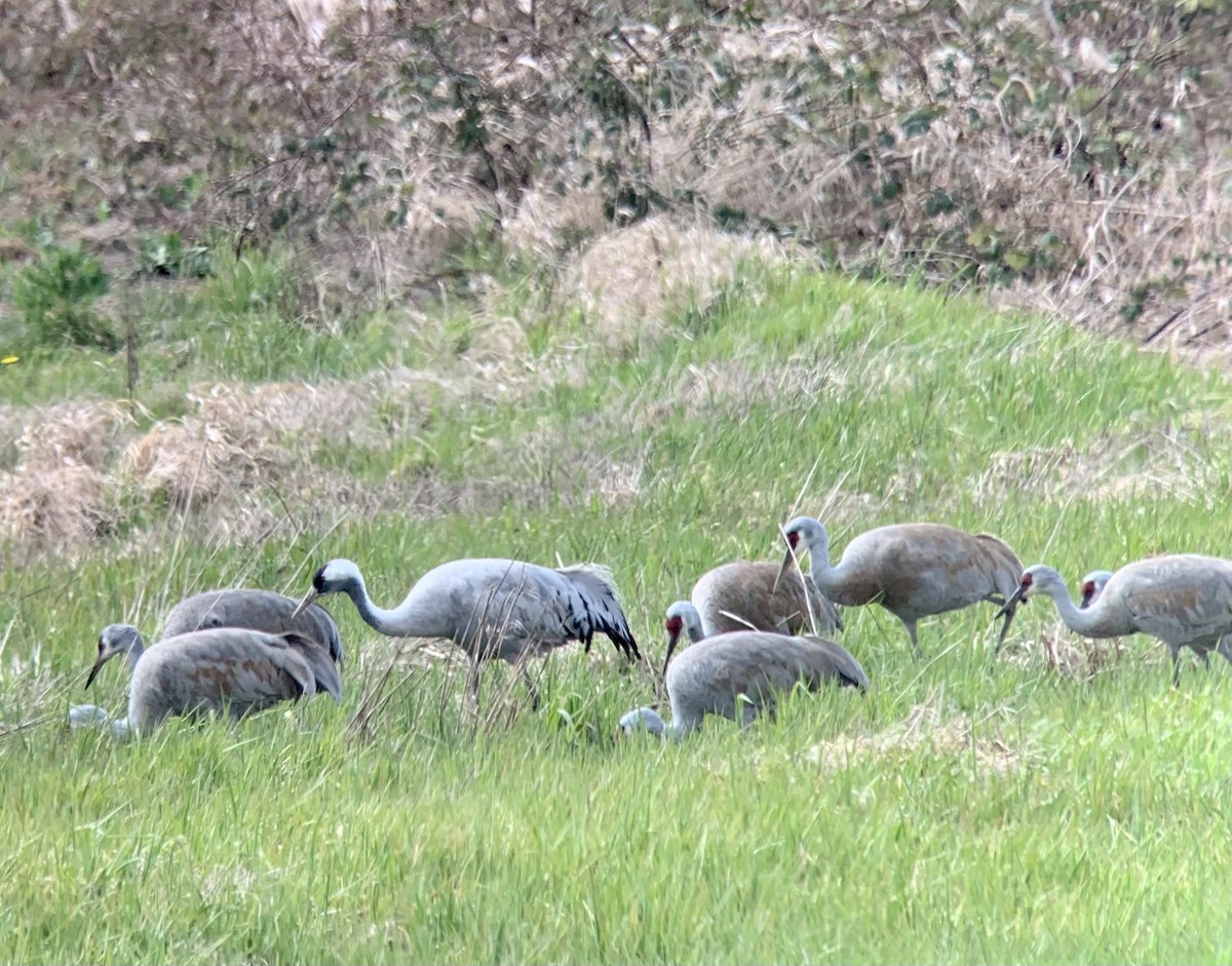 jeřáb popelavý - ML551660541