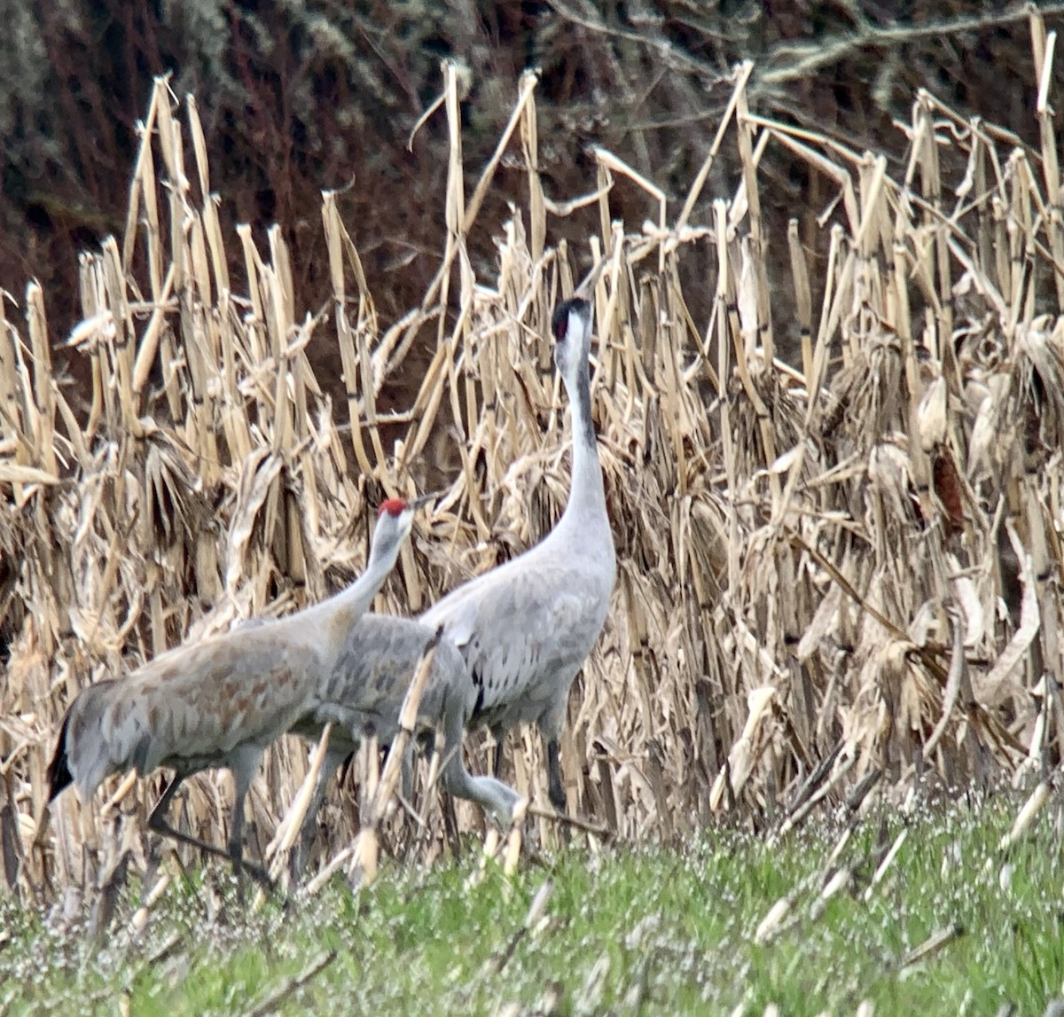 jeřáb popelavý - ML551660551