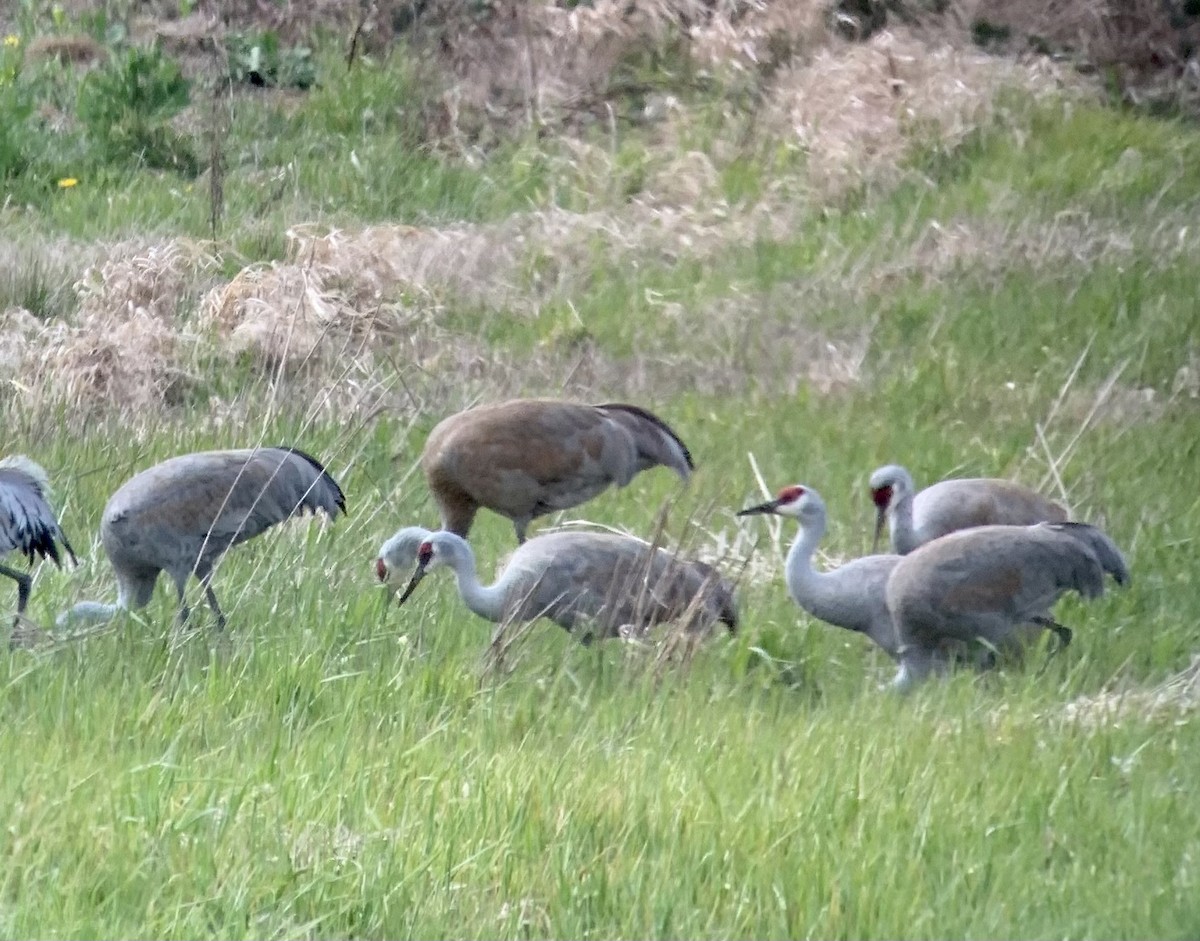 jeřáb kanadský - ML551661361