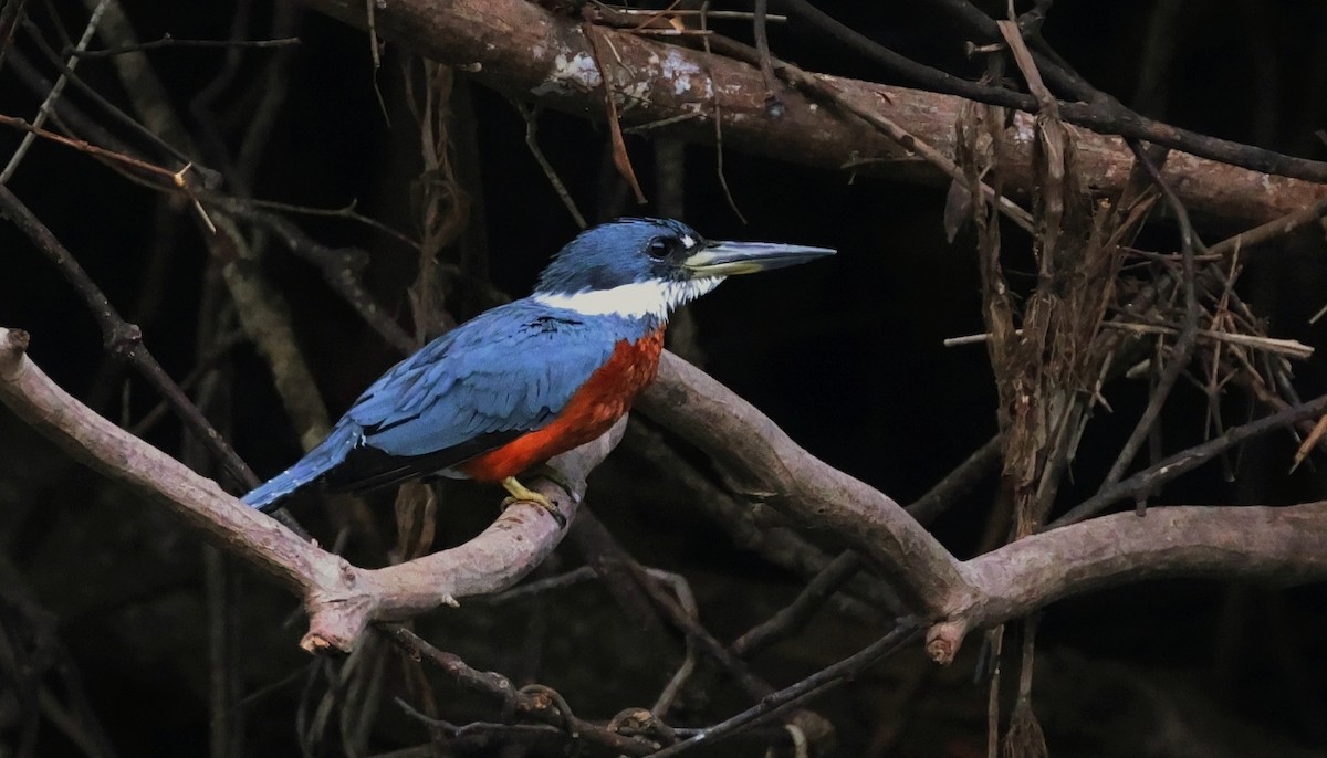 Ringed Kingfisher - ML551662281