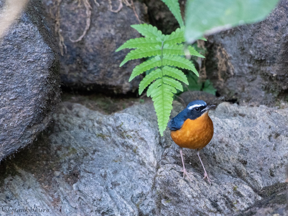 Indian Blue Robin - ML551662321