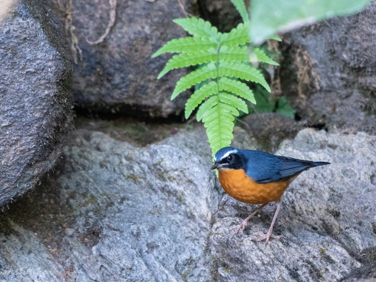 Indian Blue Robin - ML551662341