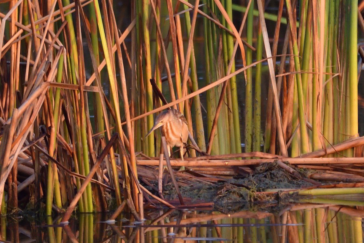 Yellow Bittern - ML551662621