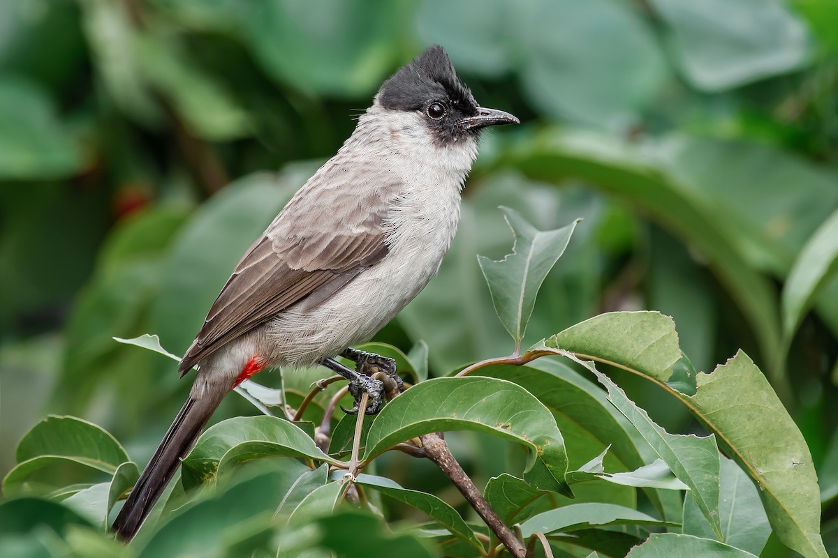 Sooty-headed Bulbul - Natthaphat Chotjuckdikul