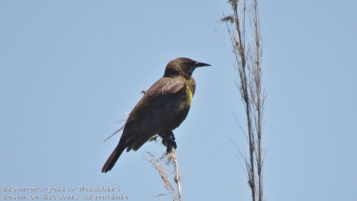 Brown-and-yellow Marshbird - ML551662791