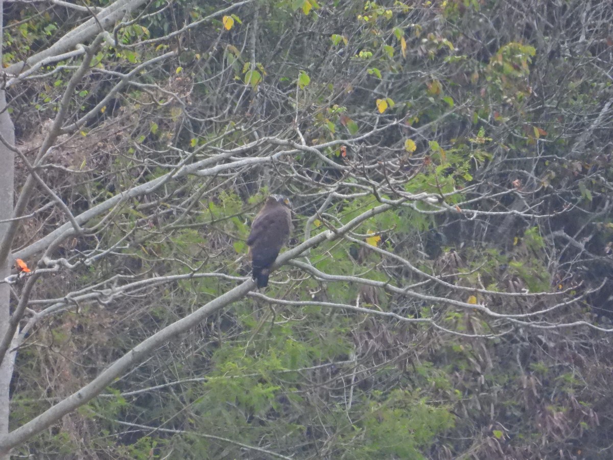 Crested Serpent-Eagle - ML551664011