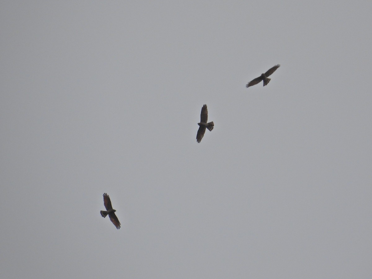 Gray-faced Buzzard - ML551664021