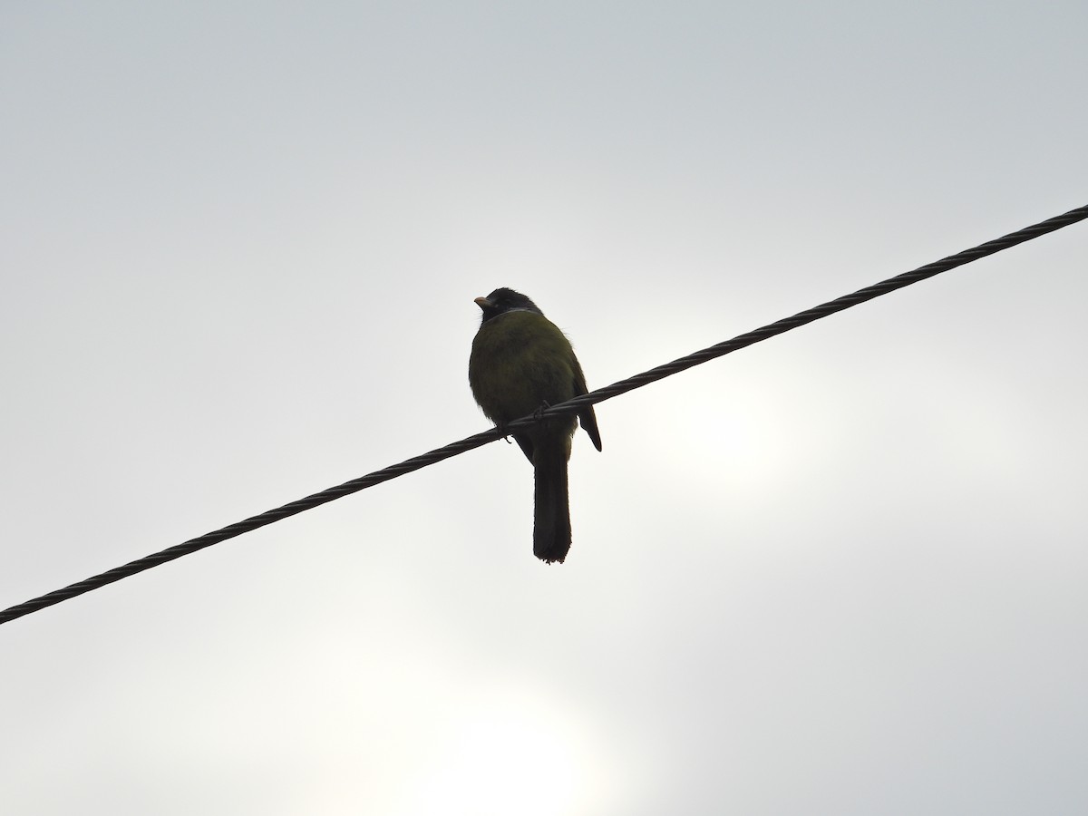 Collared Finchbill - ML551664031