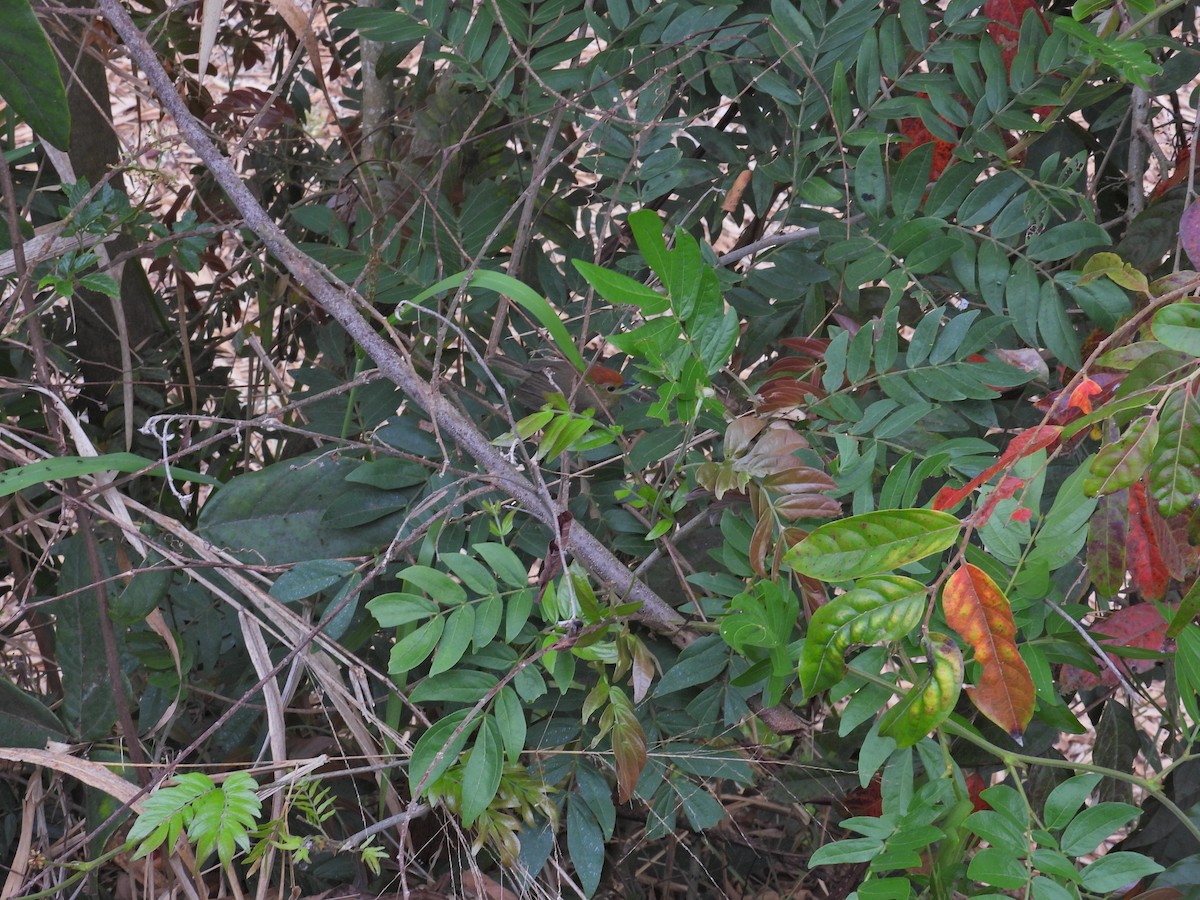 Rufous-capped Babbler - ML551664061