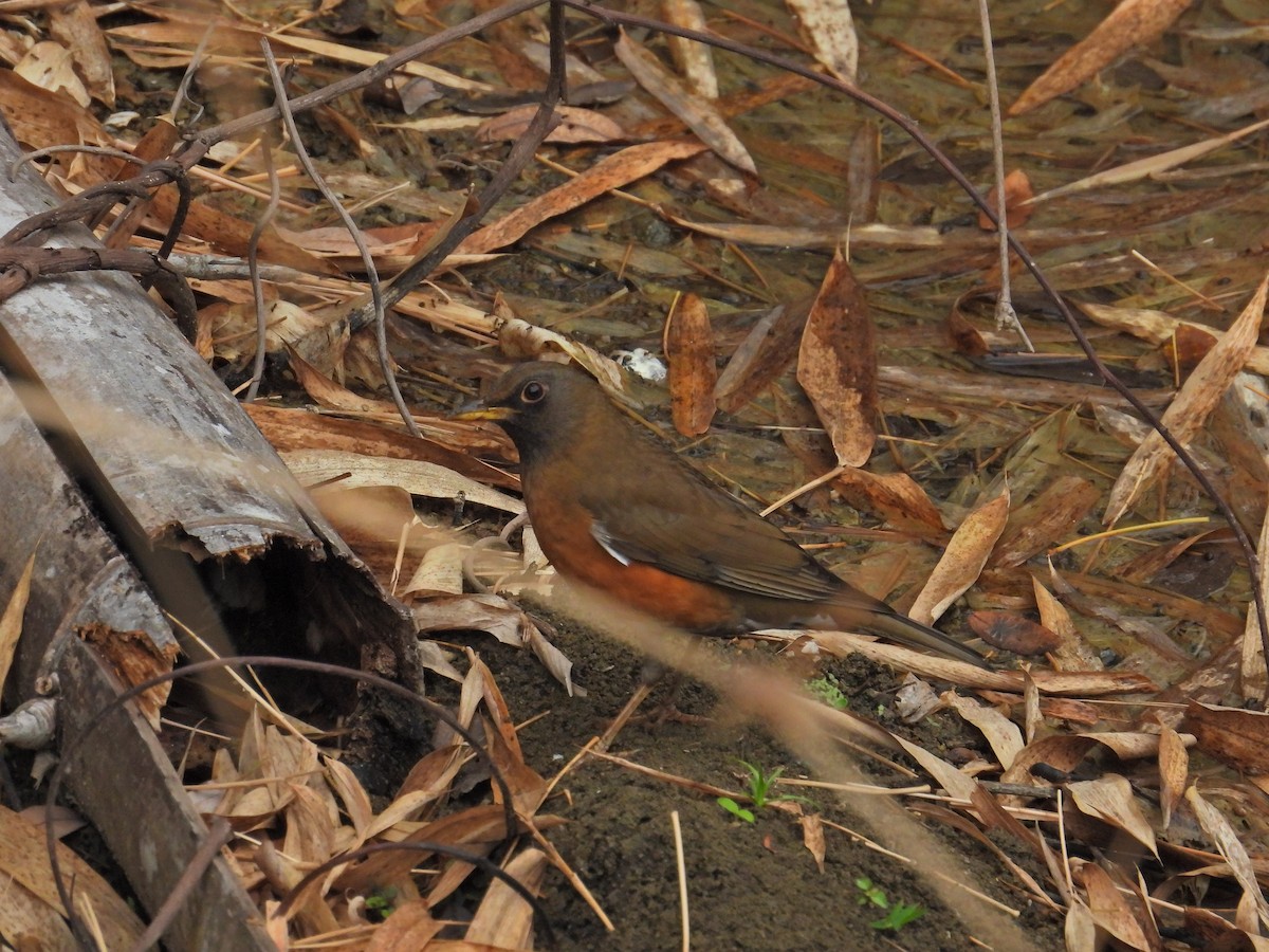 Brown-headed Thrush - ML551664071
