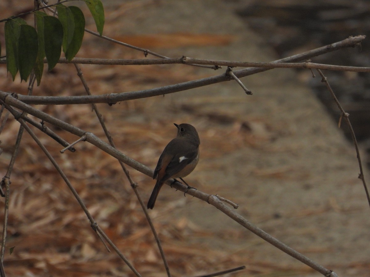 Daurian Redstart - ML551664081