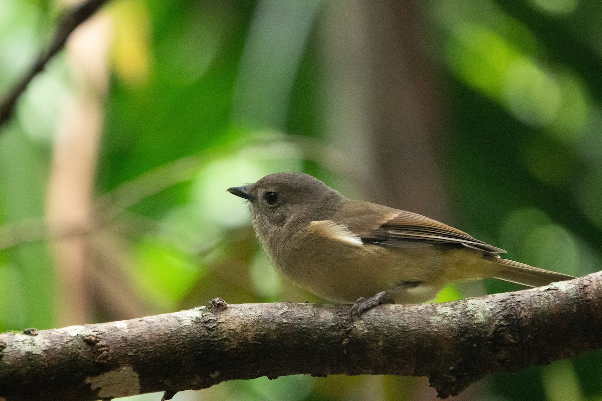 Golden Whistler - ML551664491