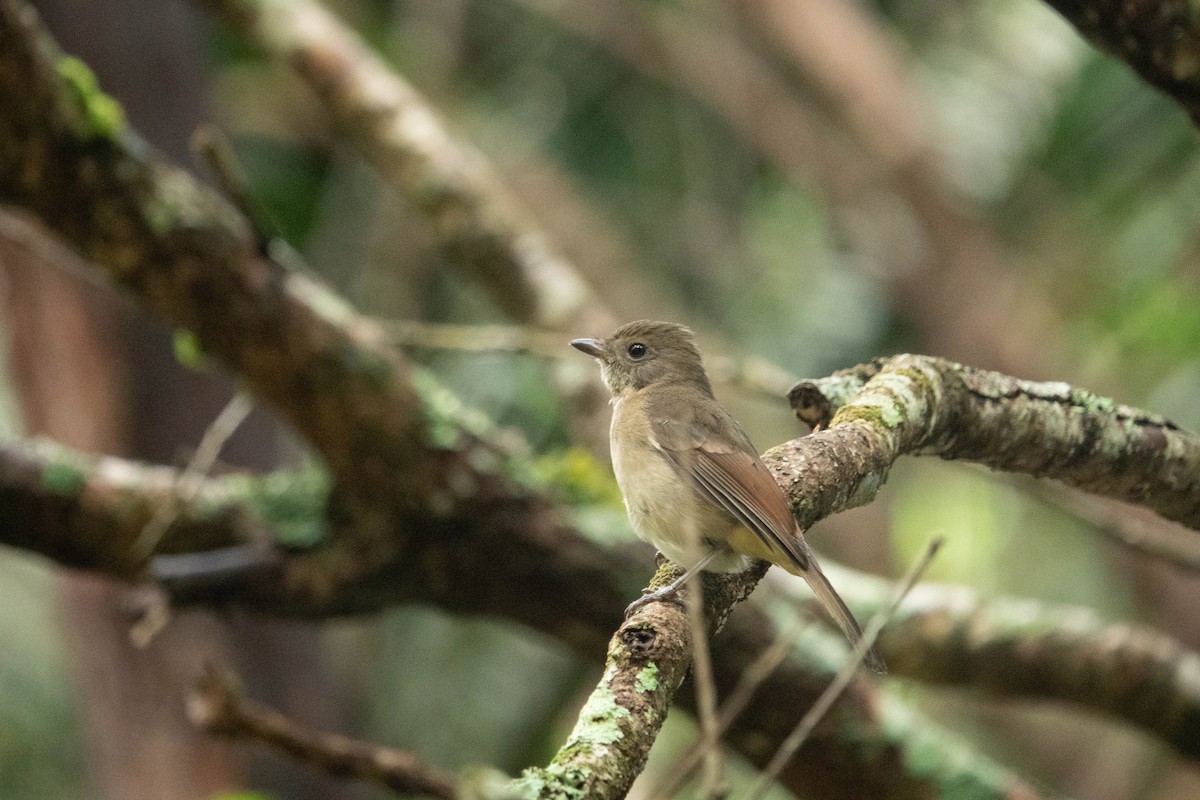 Golden Whistler - ML551664511