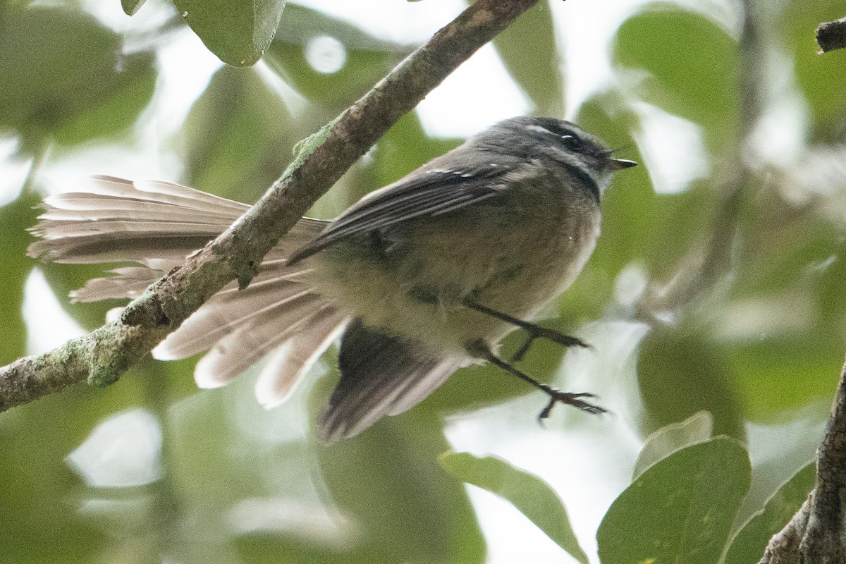 Gray Fantail - ML551665131