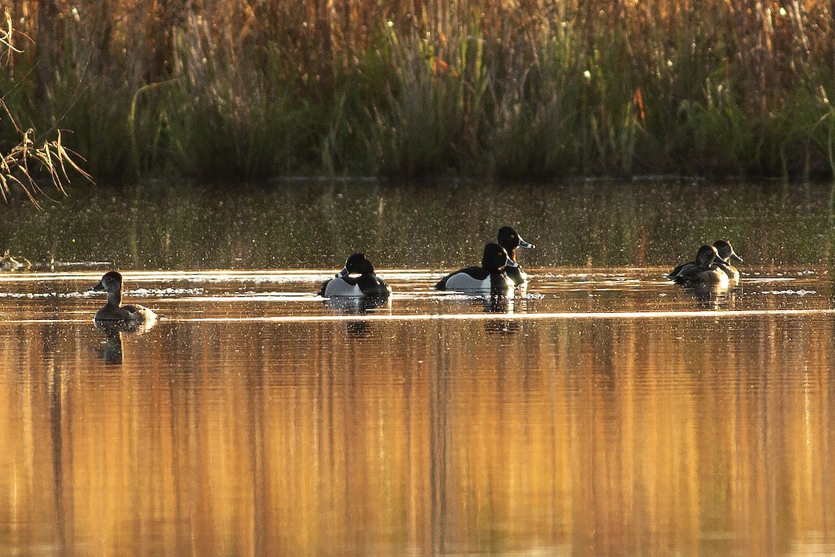 Ring-necked Duck - ML551665181