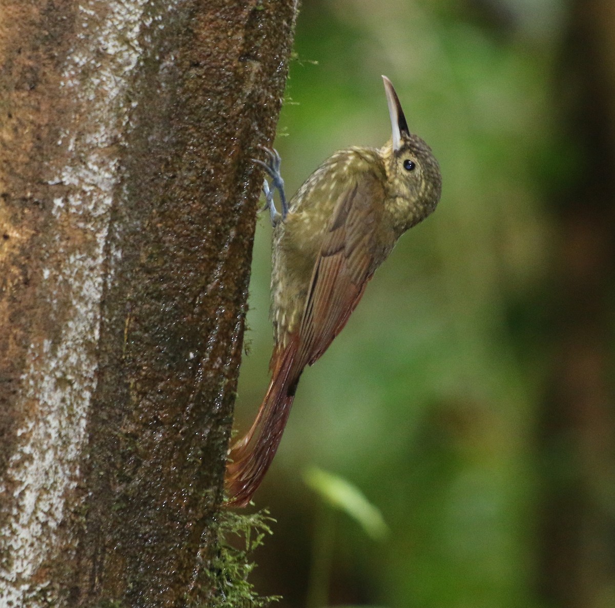 Spotted Woodcreeper - Feliciano Lumini