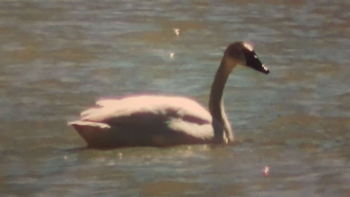 Trumpeter Swan - ML55166671