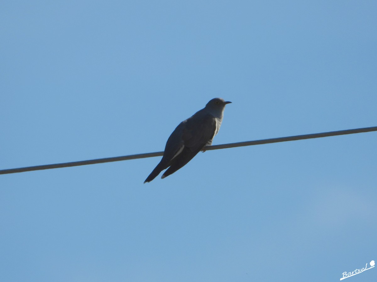 Common Cuckoo - ML551666841