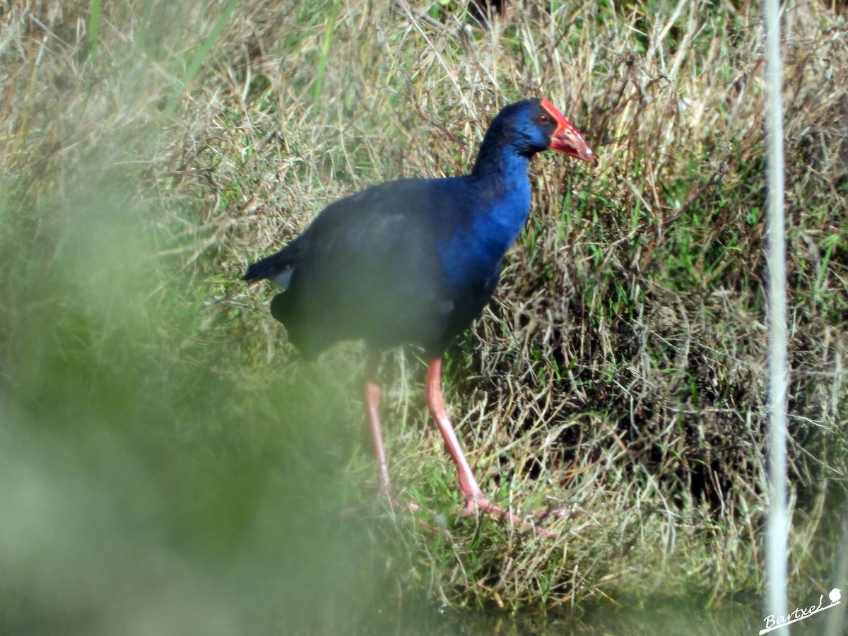 Western Swamphen - ML551666871