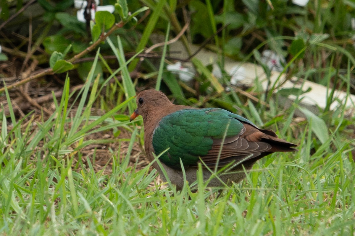 Pacific Emerald Dove - ML551667051