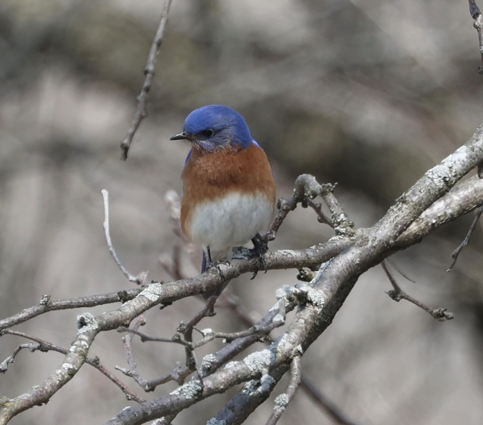 Eastern Bluebird - ML551667091