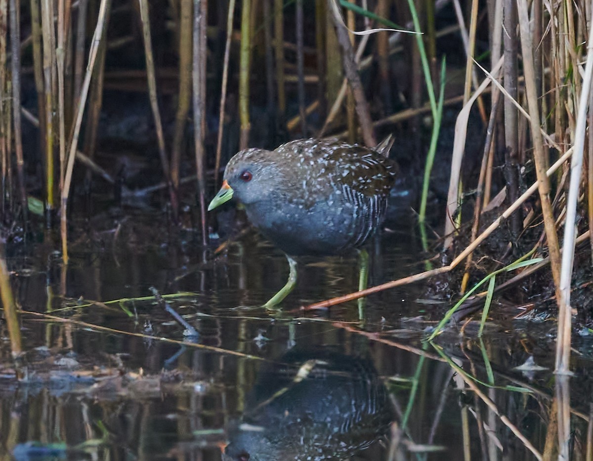 Australian Crake - ML551668091