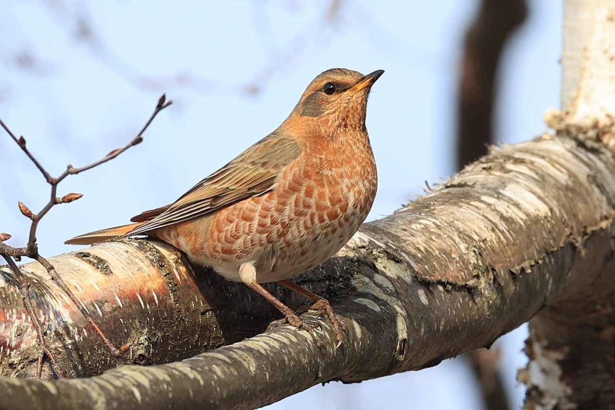 Naumann's Thrush - ML551668381