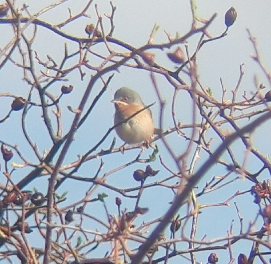 Fauvette passerinette - ML551668961