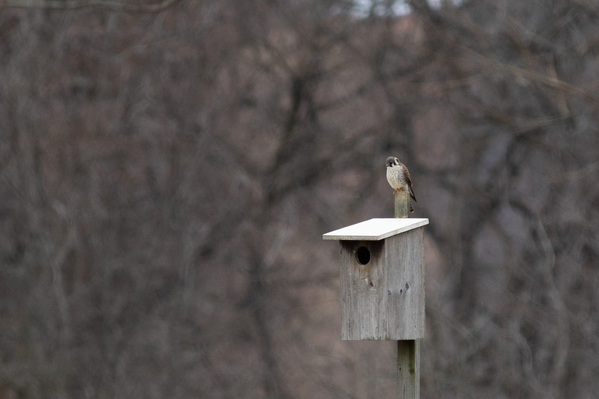 American Kestrel - ML551669431