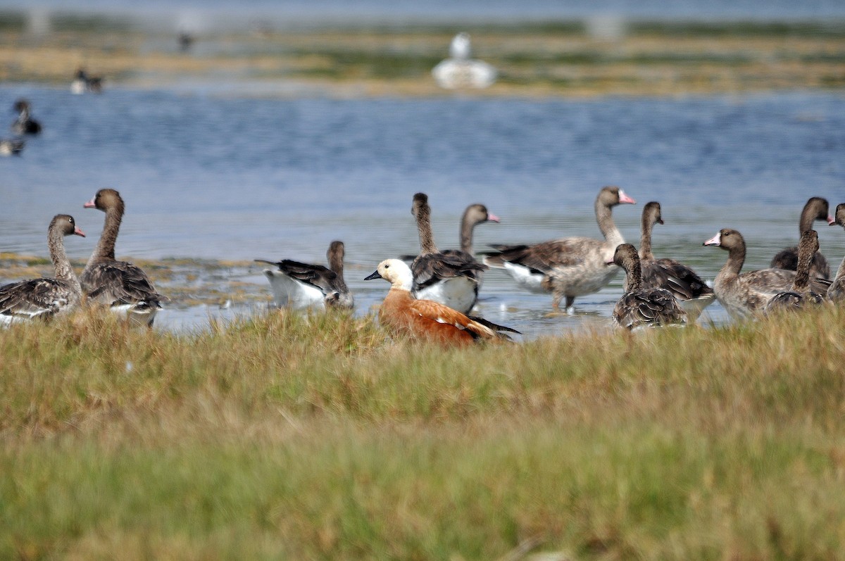 Ruddy Shelduck - ML551669571