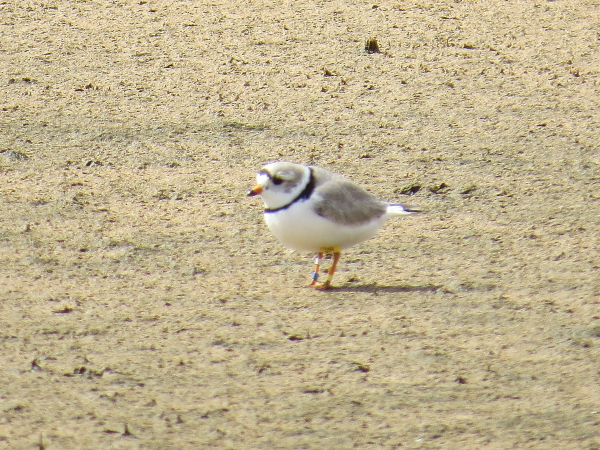 Piping Plover - Kevin Groeneweg