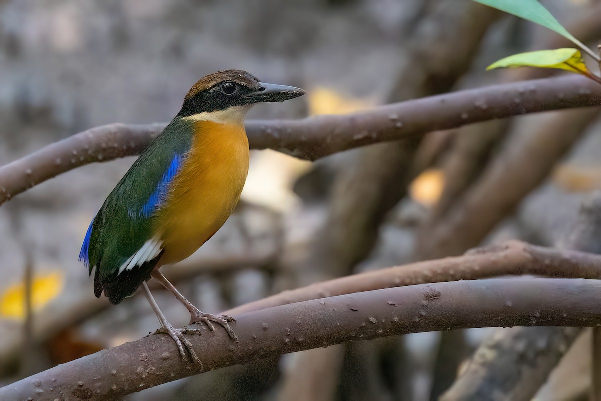 Mangrove Pitta - Jaap Velden