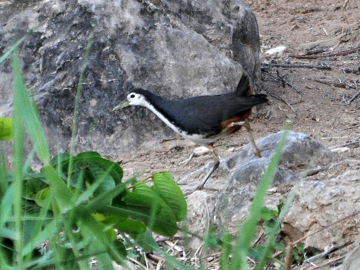 White-breasted Waterhen - ML551670911