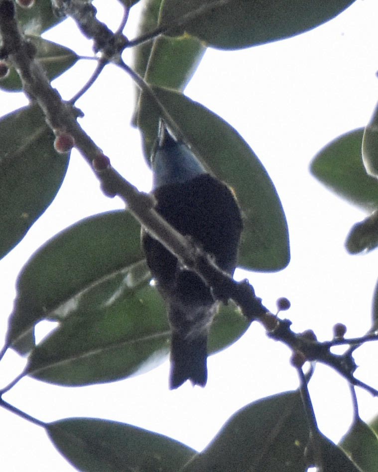 Blue-necked Tanager - Tini & Jacob Wijpkema