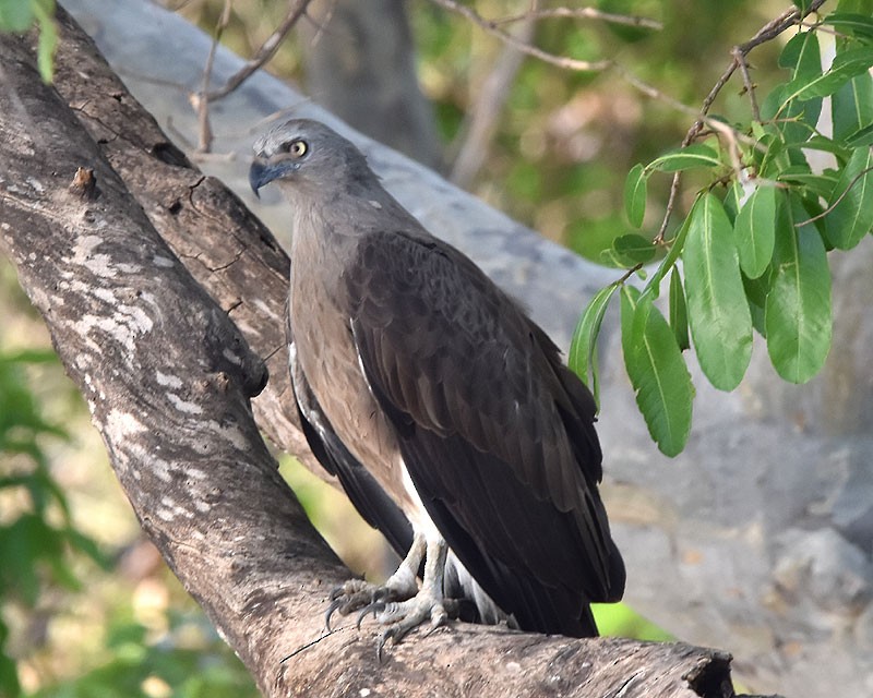 Lesser Fish-Eagle - ML551671041