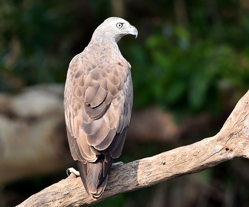 Lesser Fish-Eagle - ML551671051