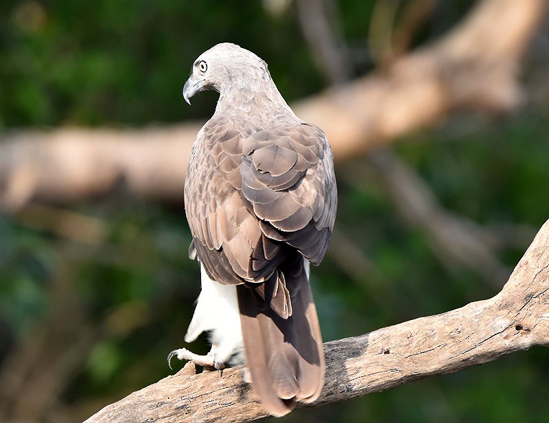 Lesser Fish-Eagle - ML551671061