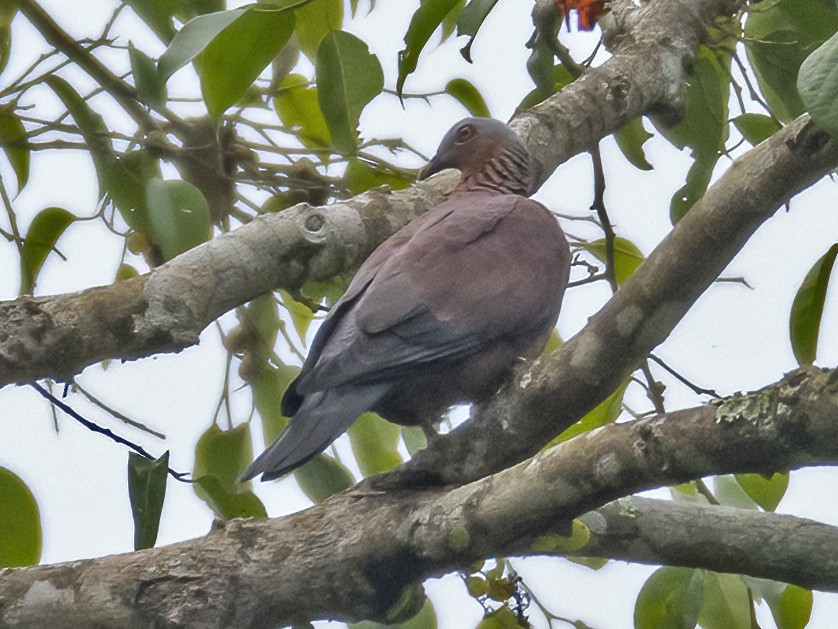 Pale-capped Pigeon - ML551672561