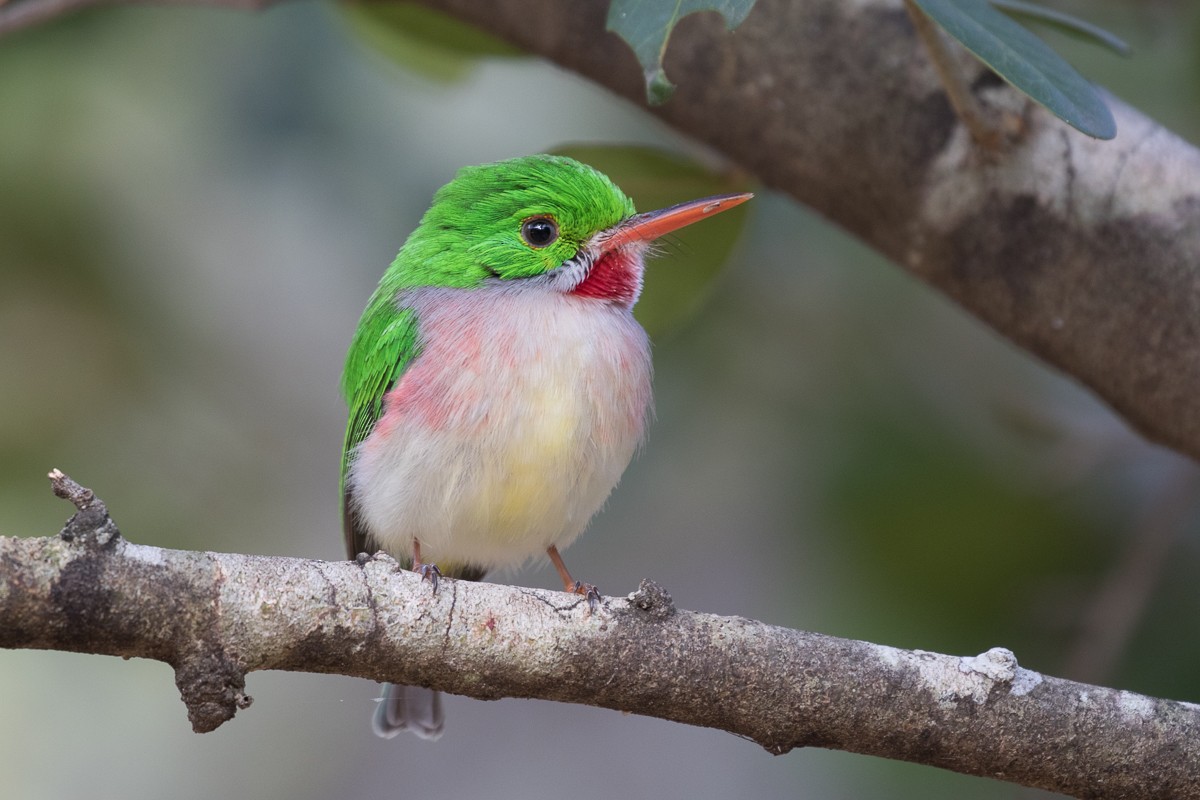 Broad-billed Tody - Robert Lewis