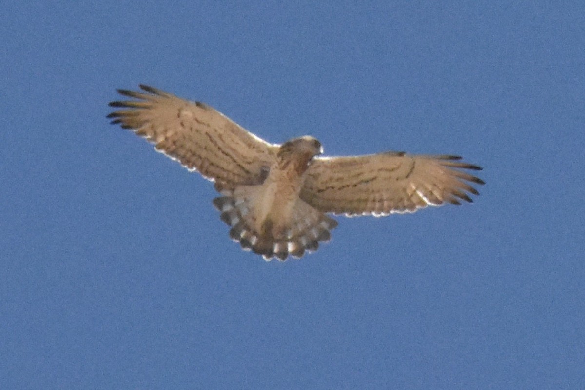 Short-toed Snake-Eagle - ML551672841