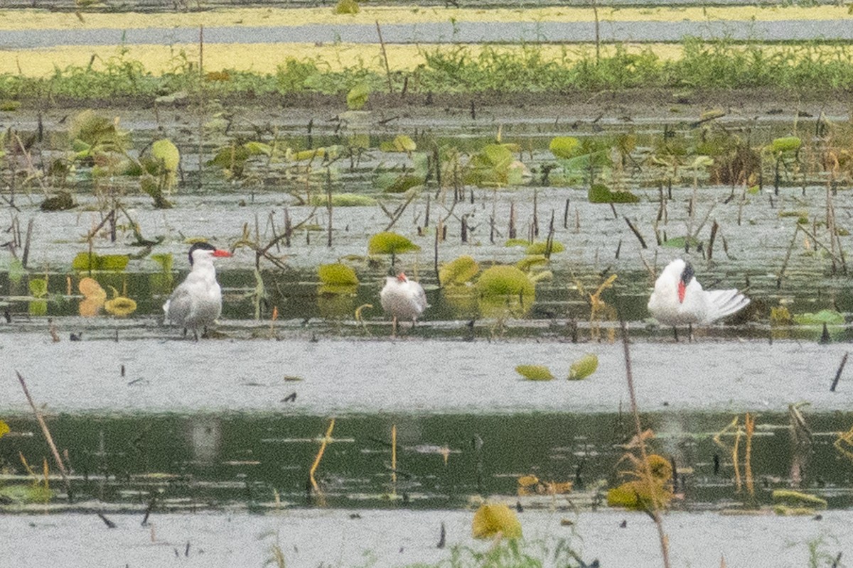 Caspian Tern - ML551673111