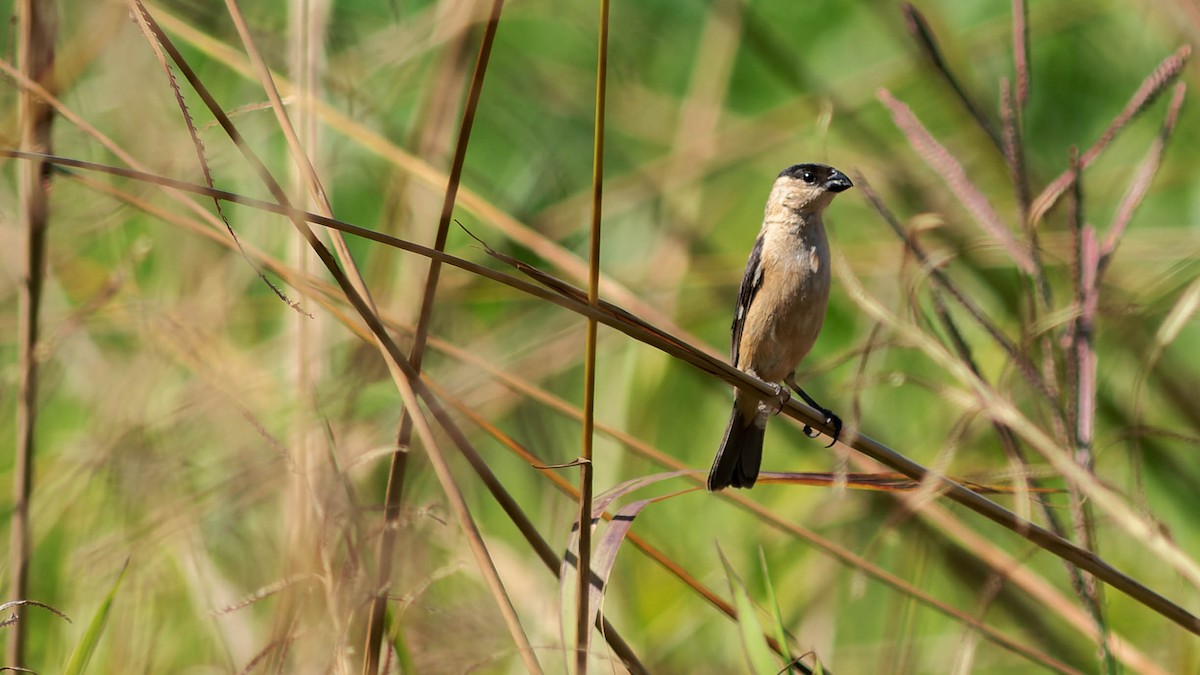 Copper Seedeater - Marcelo Vinícius