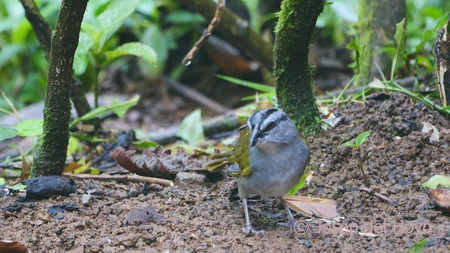 Black-striped Sparrow - ML551675211