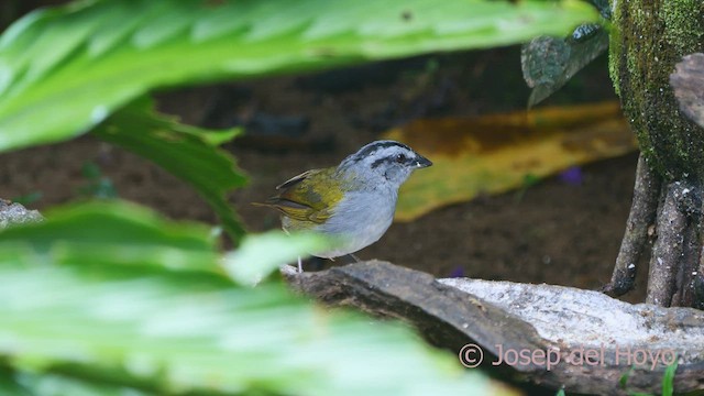 Black-striped Sparrow - ML551676431