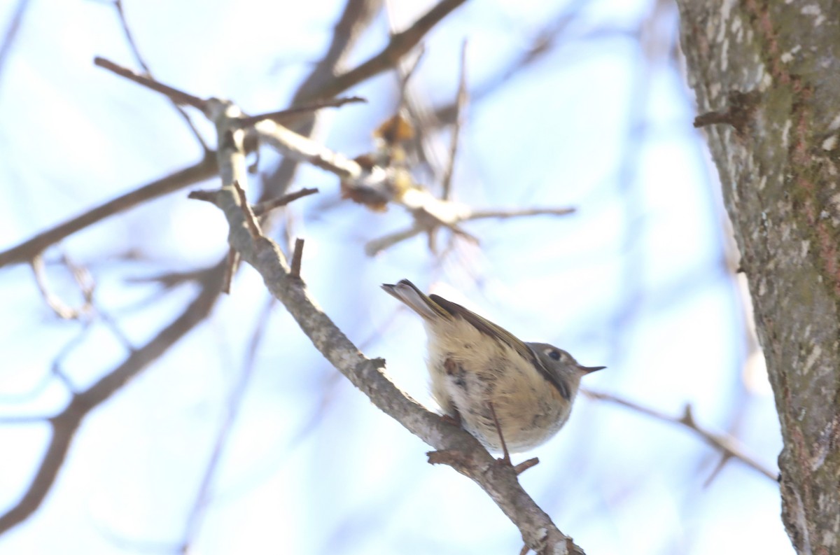 Ruby-crowned Kinglet - ML551676621