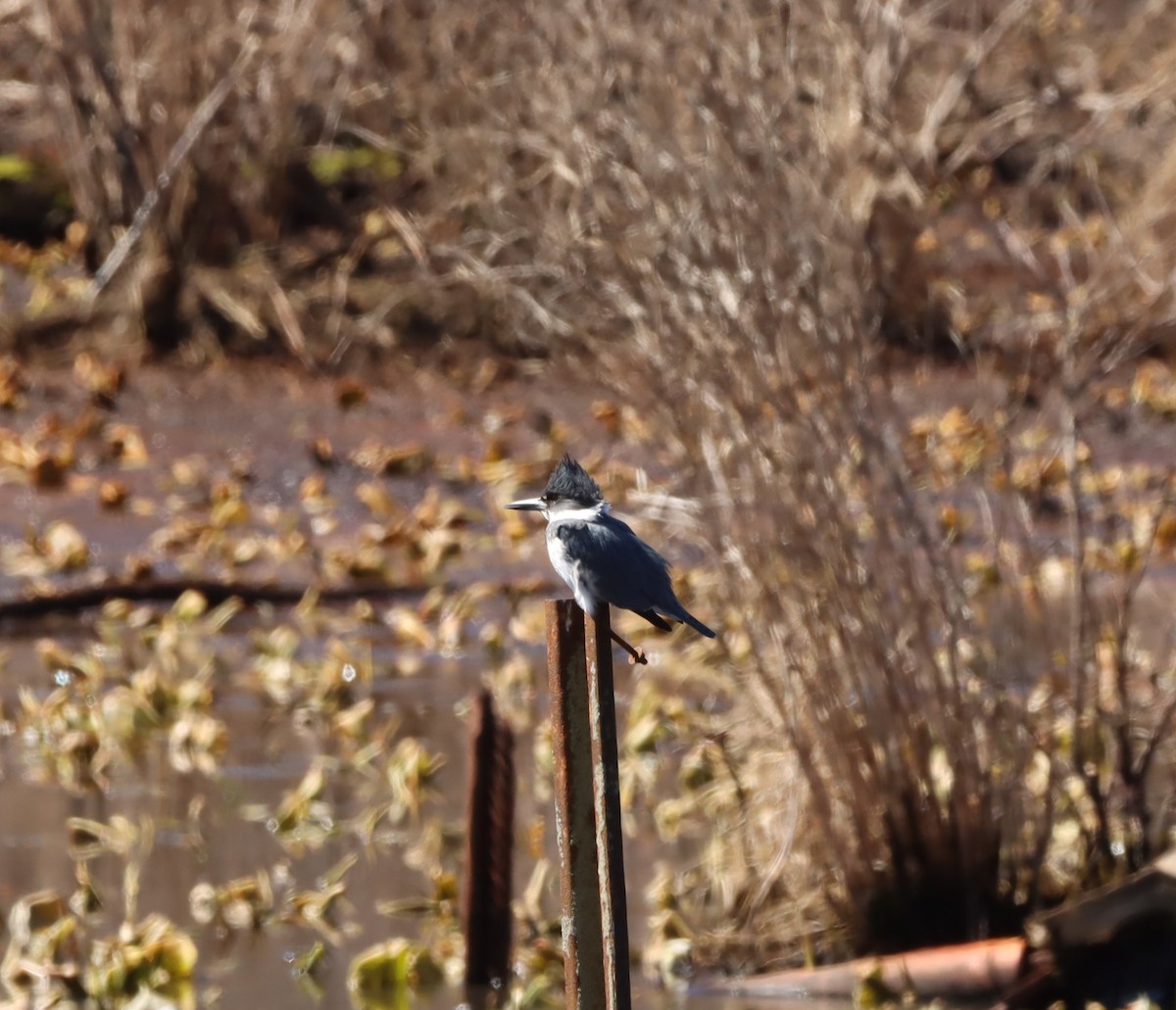 Belted Kingfisher - ML551676761