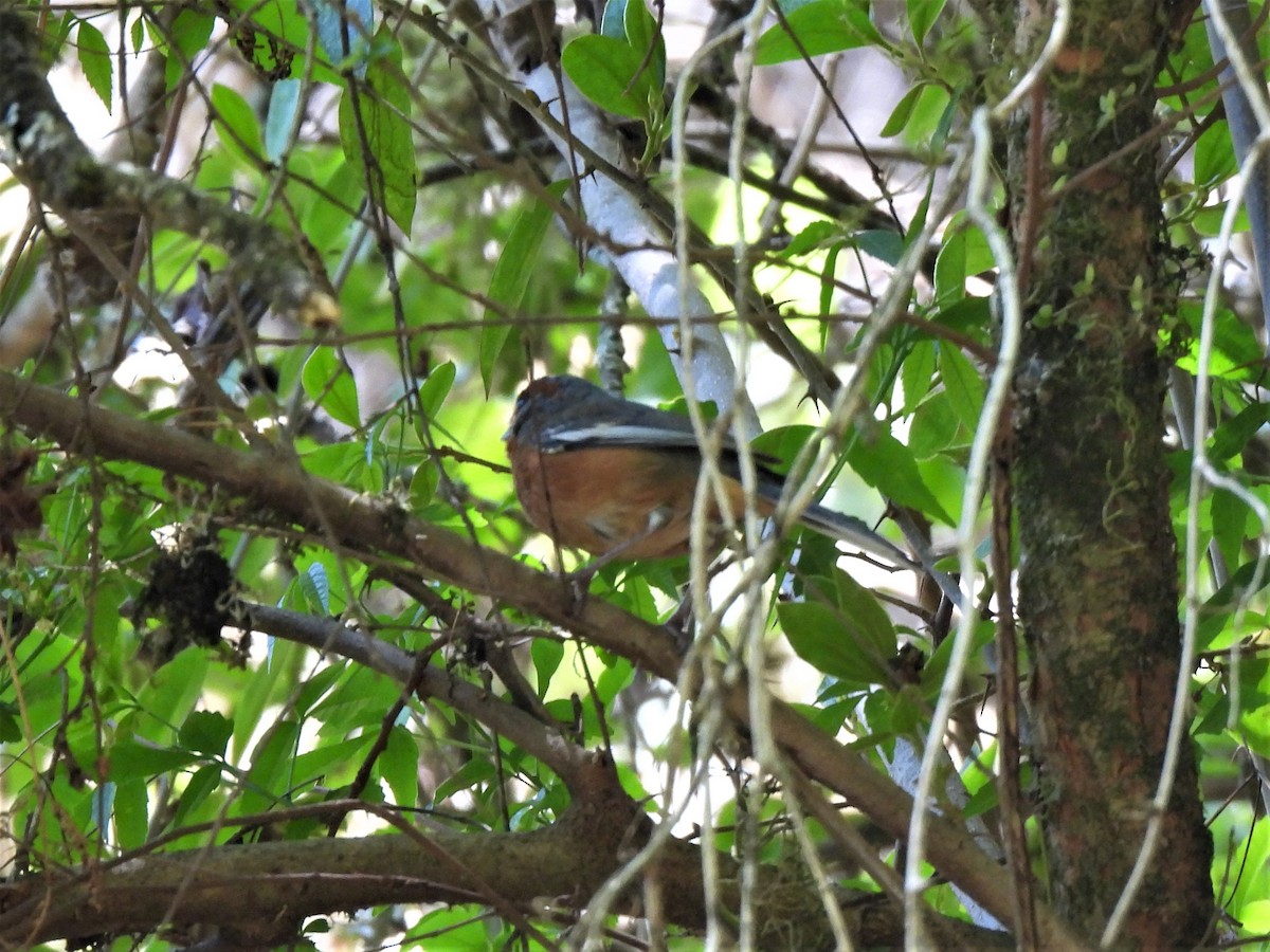 Rusty-browed Warbling Finch - ML551676911