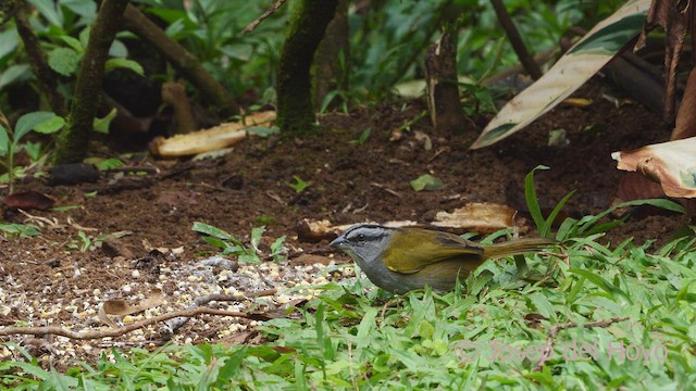 Black-striped Sparrow - ML551677051