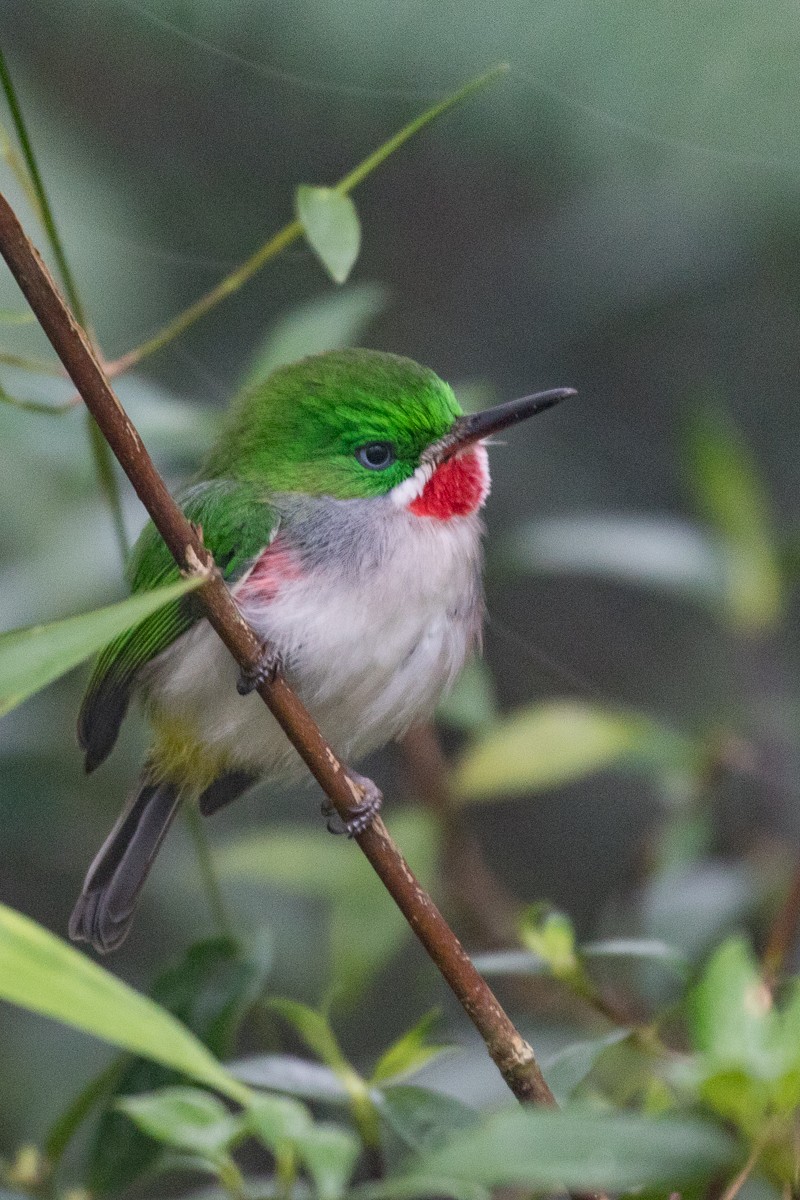Narrow-billed Tody - Robert Lewis